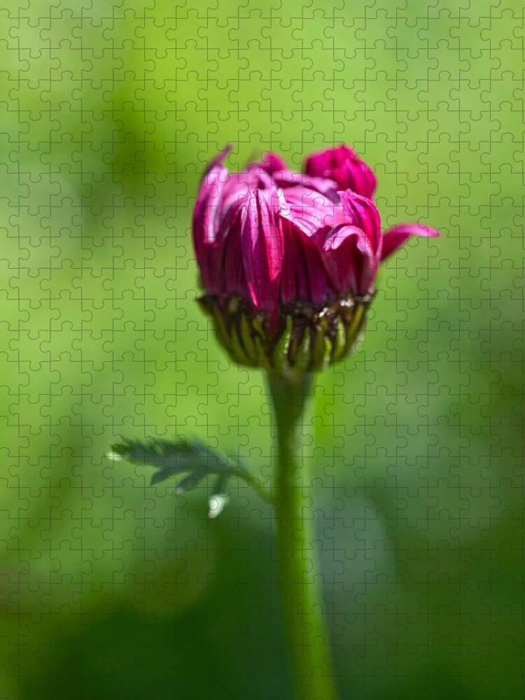 Flower Jigsaw Puzzle featuring the photograph Fleur I by Shannon Kelly