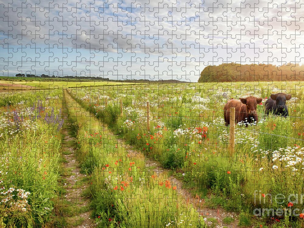 Norfolk Jigsaw Puzzle featuring the photograph Norfolk flower meadow and two cows by Simon Bratt