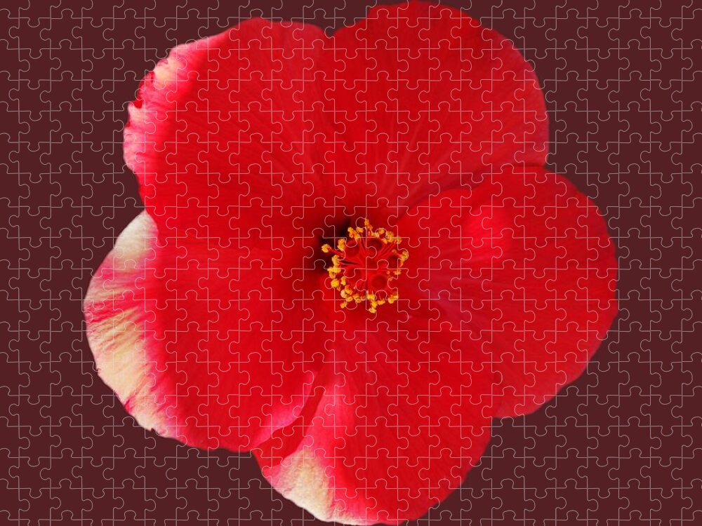 Red Flower Jigsaw Puzzle featuring the photograph Flower Power by Charles Stuart