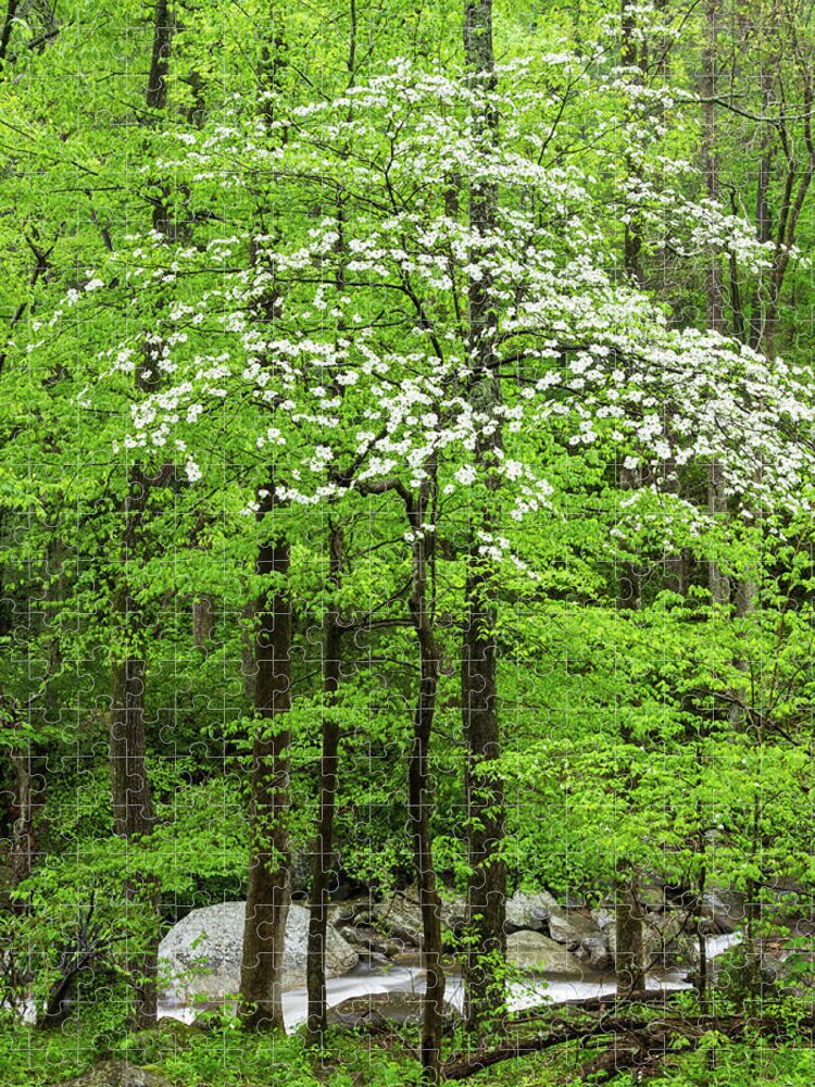 Scenics Jigsaw Puzzle featuring the photograph Flowering Dogwood Tree by Kencanning