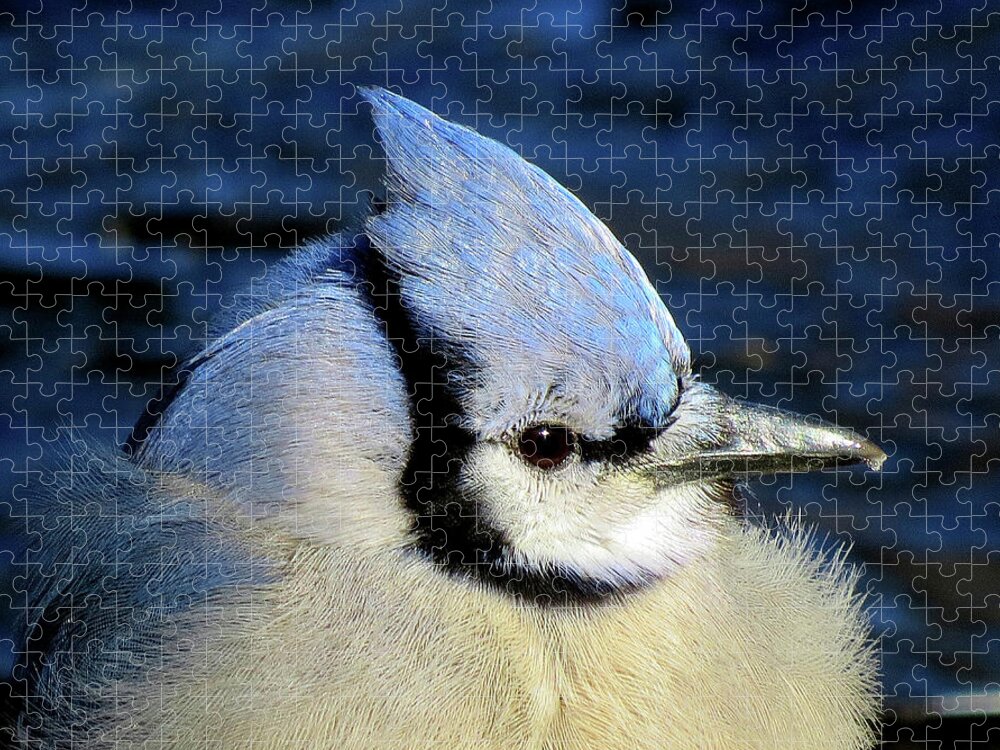 Blue Jay Jigsaw Puzzle featuring the photograph Fluffy Blue Jay Close Up with Icy Beak by Linda Stern