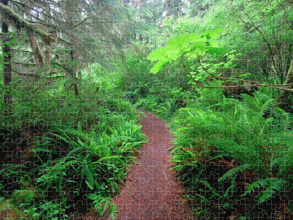 Scenics Jigsaw Puzzle featuring the photograph Footpath Through Quinault Rainforest by Martin Ruegner