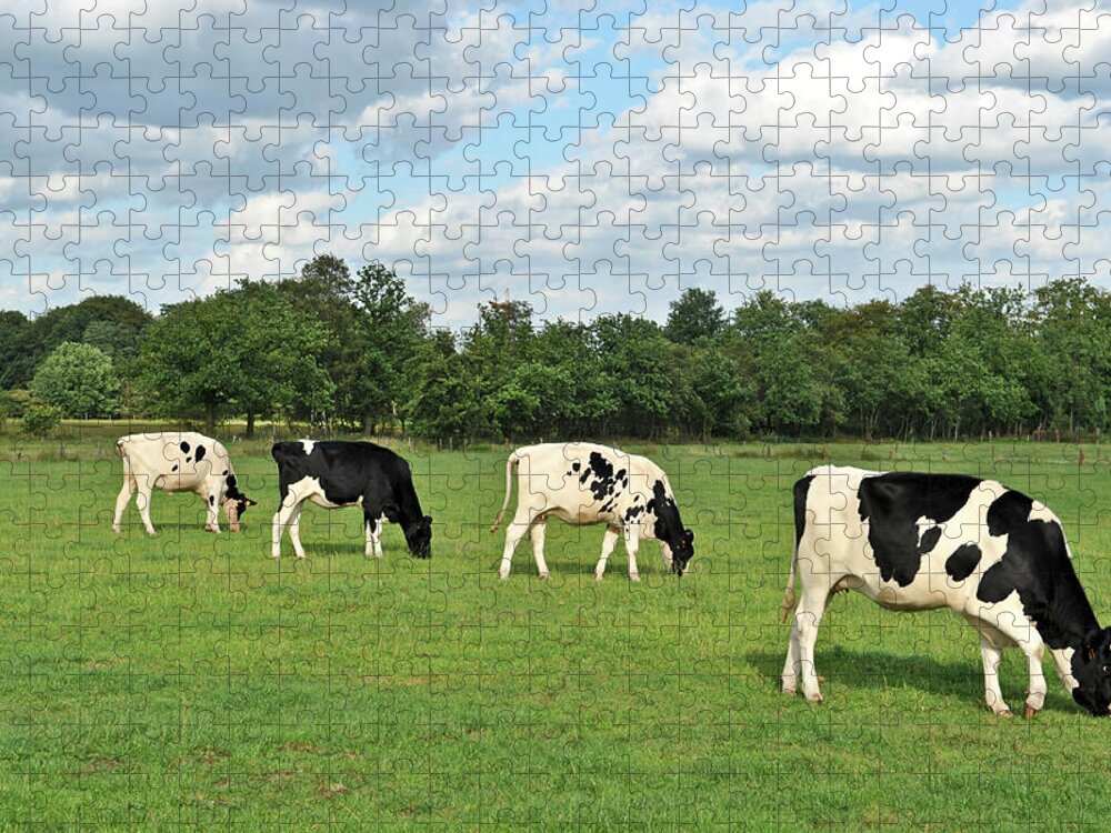 Scenics Jigsaw Puzzle featuring the photograph Four Grazing Cows In The Pasture In by Brytta