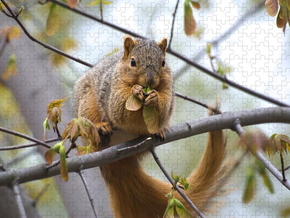 Fox Squirrel Jigsaw Puzzle featuring the photograph Fox Squirrel Eating Helicopters by Don Northup