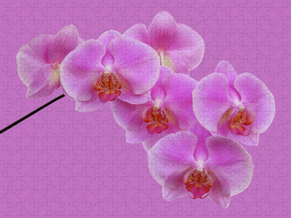 Spray Jigsaw Puzzle featuring the photograph Fragile Spray Of Pink Orchids On Pink by Rosemary Calvert