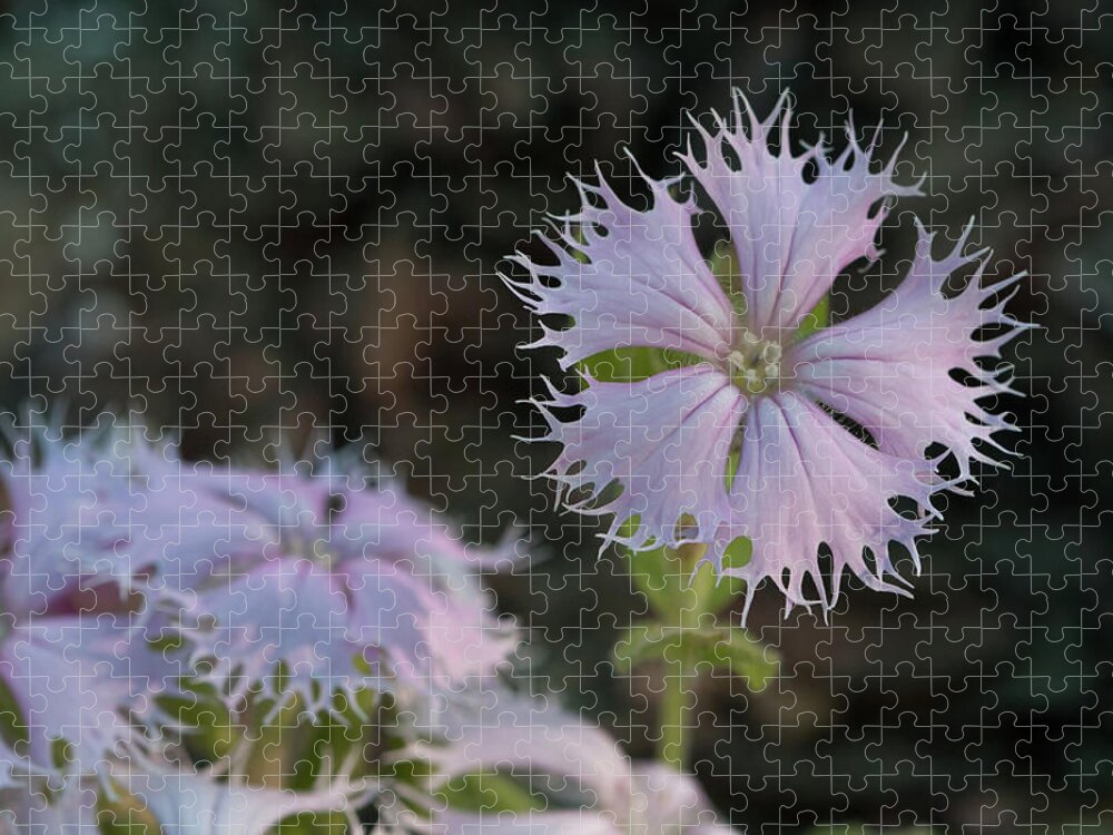 Fringed Catchfly Jigsaw Puzzle featuring the photograph Fringed Catchfly by Paul Rebmann