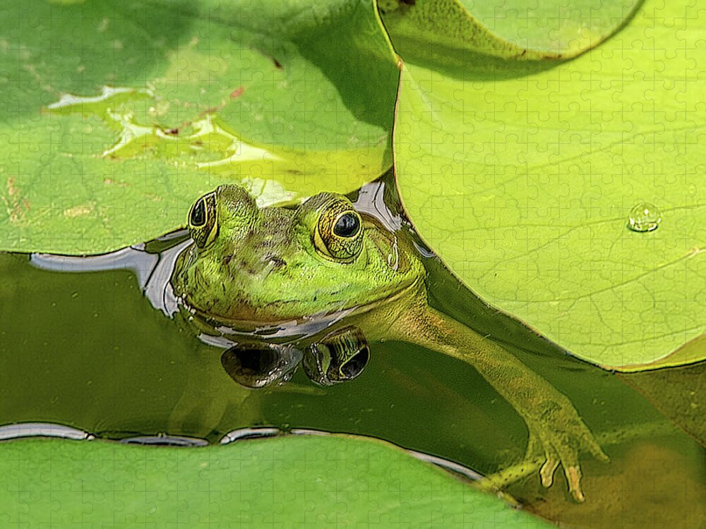 Frog Jigsaw Puzzle featuring the photograph Frog by Minnie Gallman
