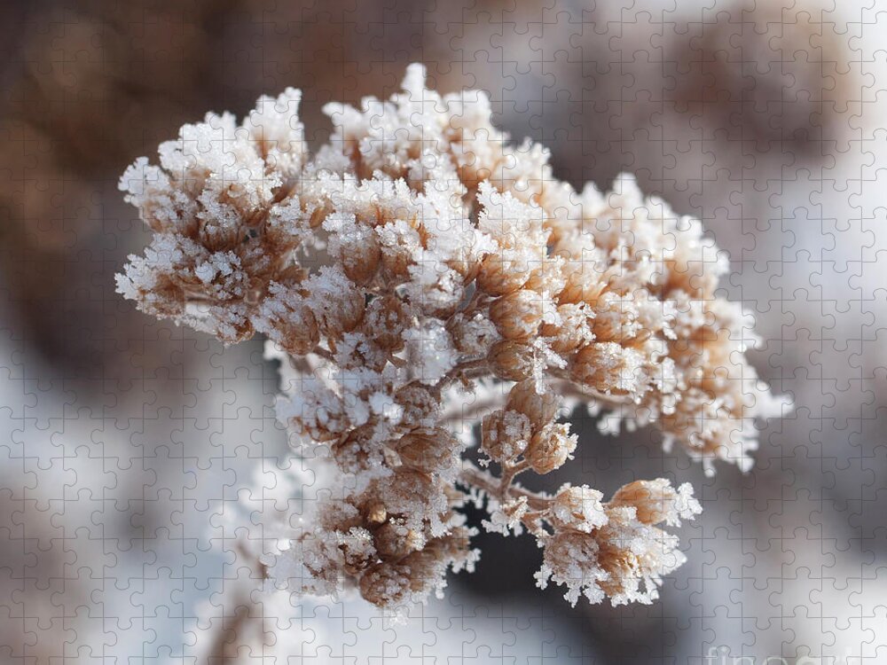 Colorado Jigsaw Puzzle featuring the photograph Frosted Yarrow by Julia McHugh