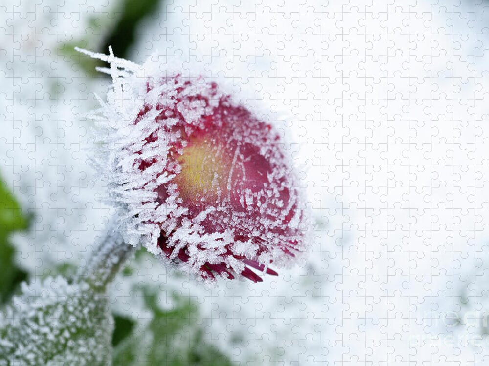 Frozen Jigsaw Puzzle featuring the photograph Frosty Bellis daisy frozen in harsh weather by Simon Bratt