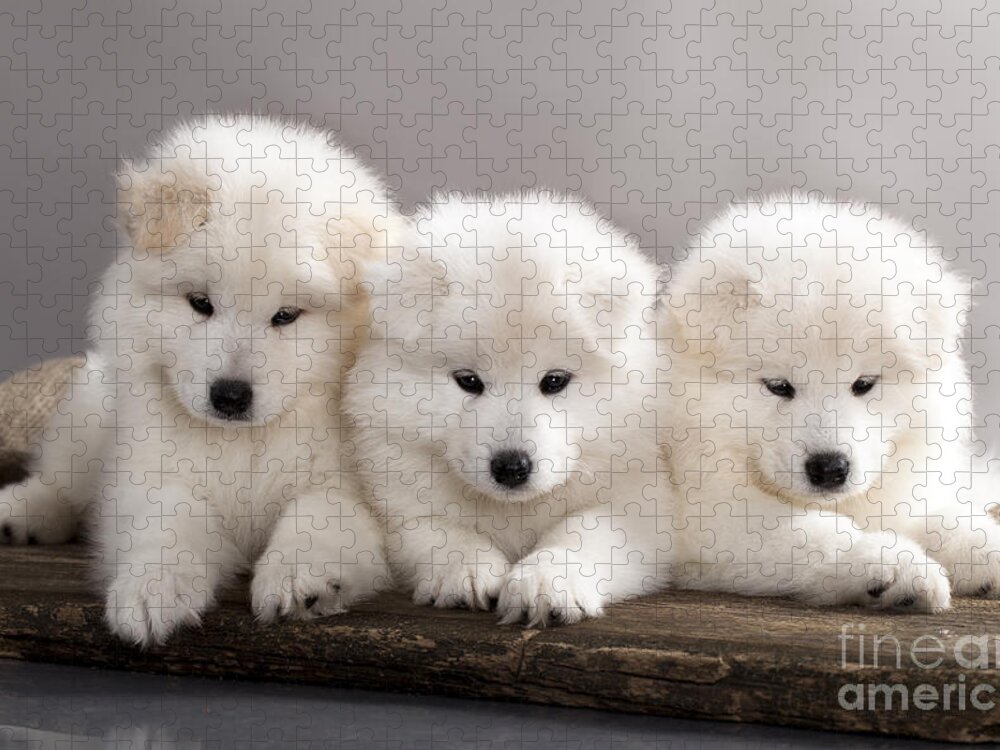 Funny Puppies Of Samoyed Dog Or Bjelkier Puzzle