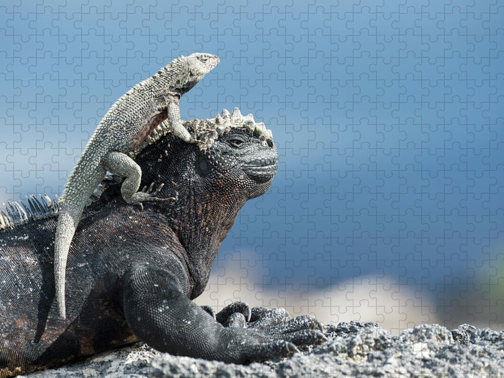 Animal Jigsaw Puzzle featuring the photograph Galapagos Lava Lizard And Marine Iguana by Tui De Roy