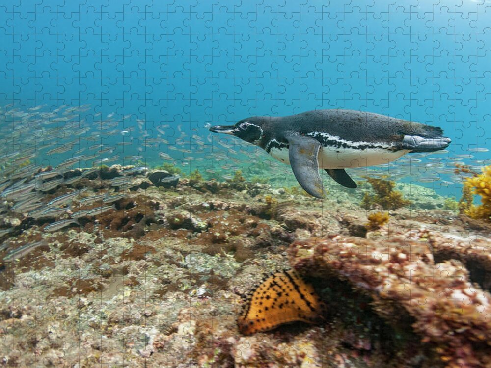 Animal Jigsaw Puzzle featuring the photograph Galapagos Penguin Fishing by Tui De Roy