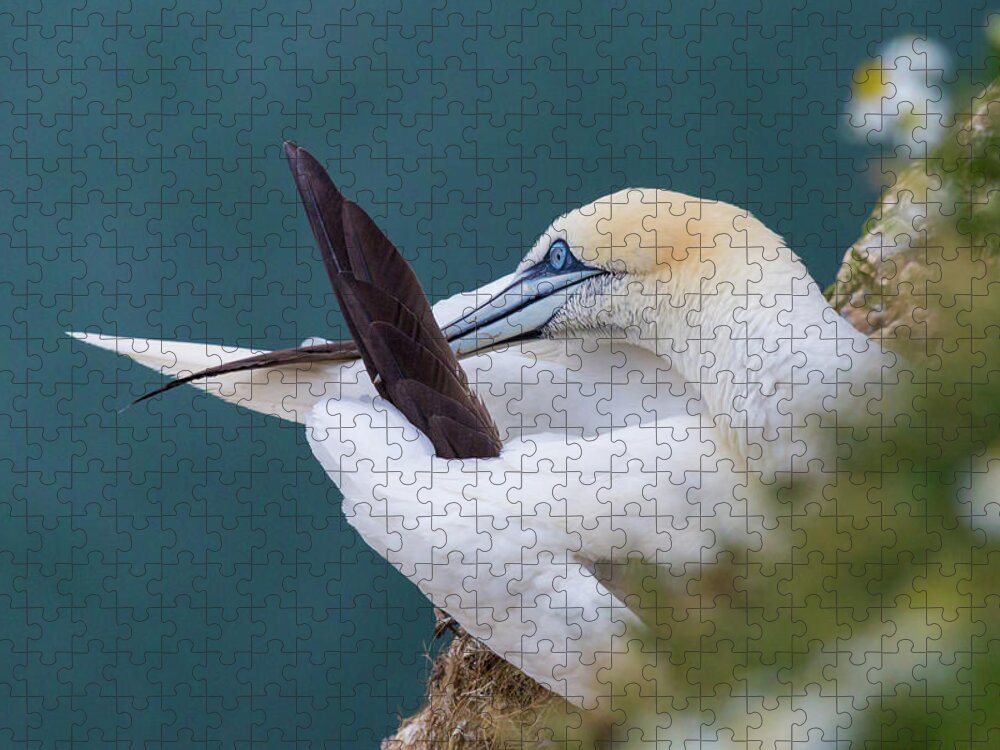 Wild Life Jigsaw Puzzle featuring the photograph Gannet preening at Bempton Cliffs by Anita Nicholson