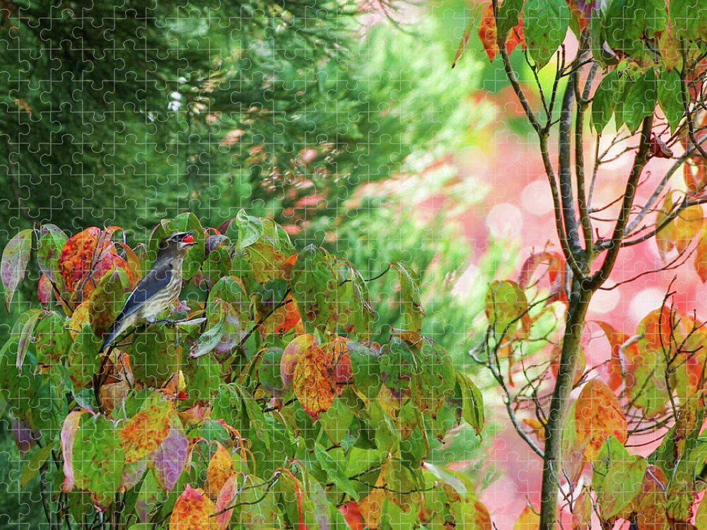 Cedar Waxwing Jigsaw Puzzle featuring the photograph Garden Delight by Teresa Herlinger