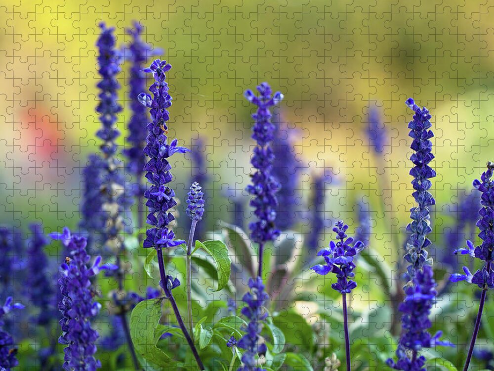 Purple Jigsaw Puzzle featuring the photograph Garden Of Salvia Flowers by Mary Smyth