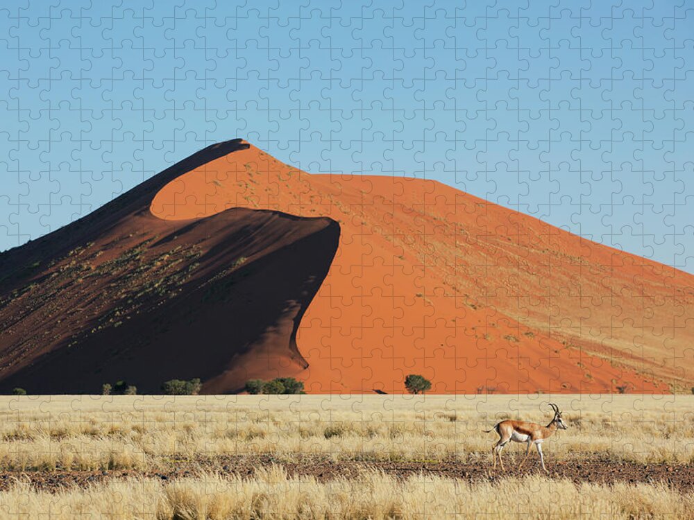 Sand Dune Jigsaw Puzzle featuring the photograph Gazelle Passing Sand Dune by Bjarte Rettedal