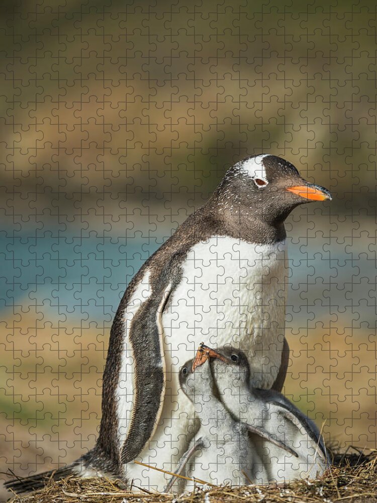 Animal Jigsaw Puzzle featuring the photograph Gentoo Penguin With Chicks, Falklands by Tui De Roy