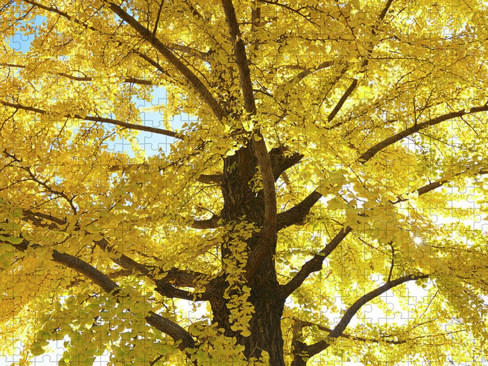 Ginkgo Tree Puzzle featuring the photograph Gingko Tree In Autumn, Tokyo by Wada Tetsuo/a.collectionrf