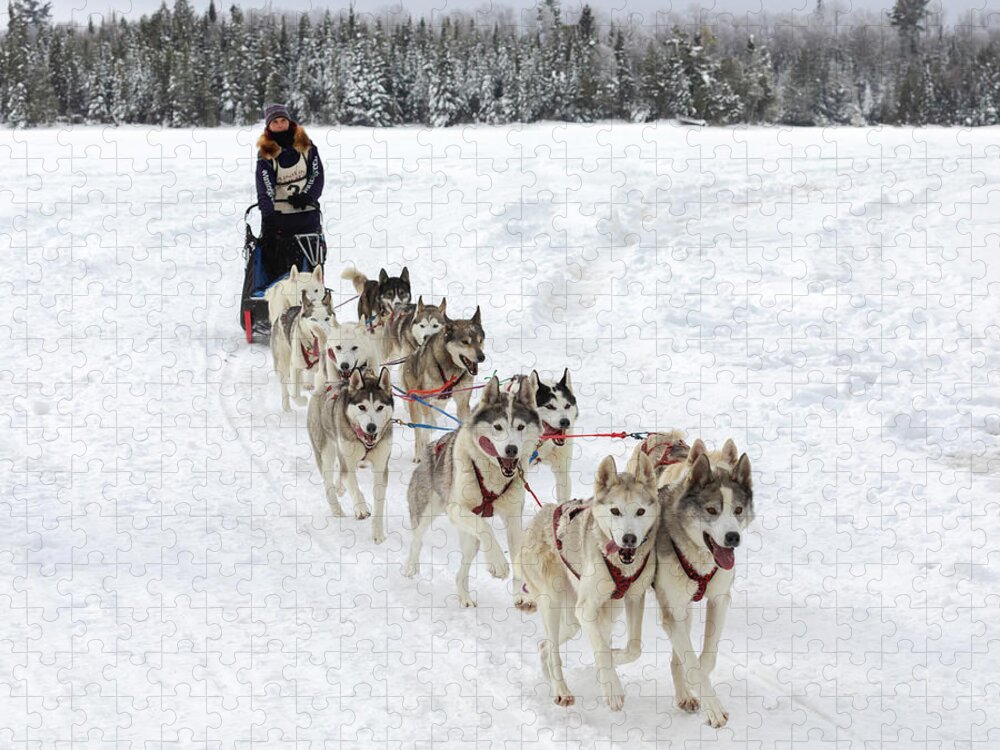 Sled Dog Race Jigsaw Puzzle featuring the photograph Go Huskies by Susan Rissi Tregoning