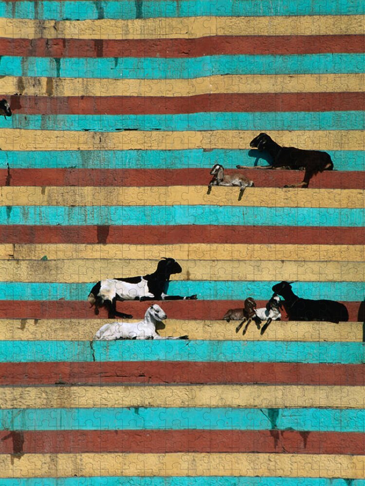 Steps Jigsaw Puzzle featuring the photograph Goats Resting On The Tulsi Ghats by Anders Blomqvist