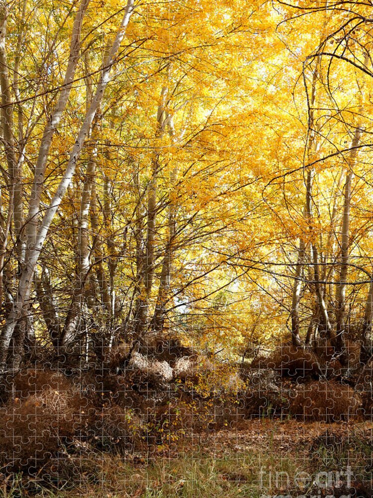 Sunlight On Fall Leaves Jigsaw Puzzle featuring the photograph Golden Autumn Light by Carol Groenen
