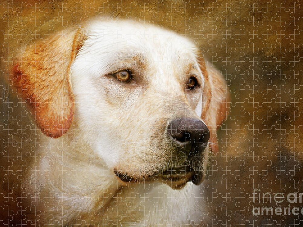Dog Jigsaw Puzzle featuring the photograph Golden Boy by Eleanor Abramson