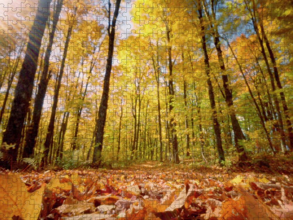 Scenics Jigsaw Puzzle featuring the photograph Golden Forests Of Vermont by Wendi Andrews