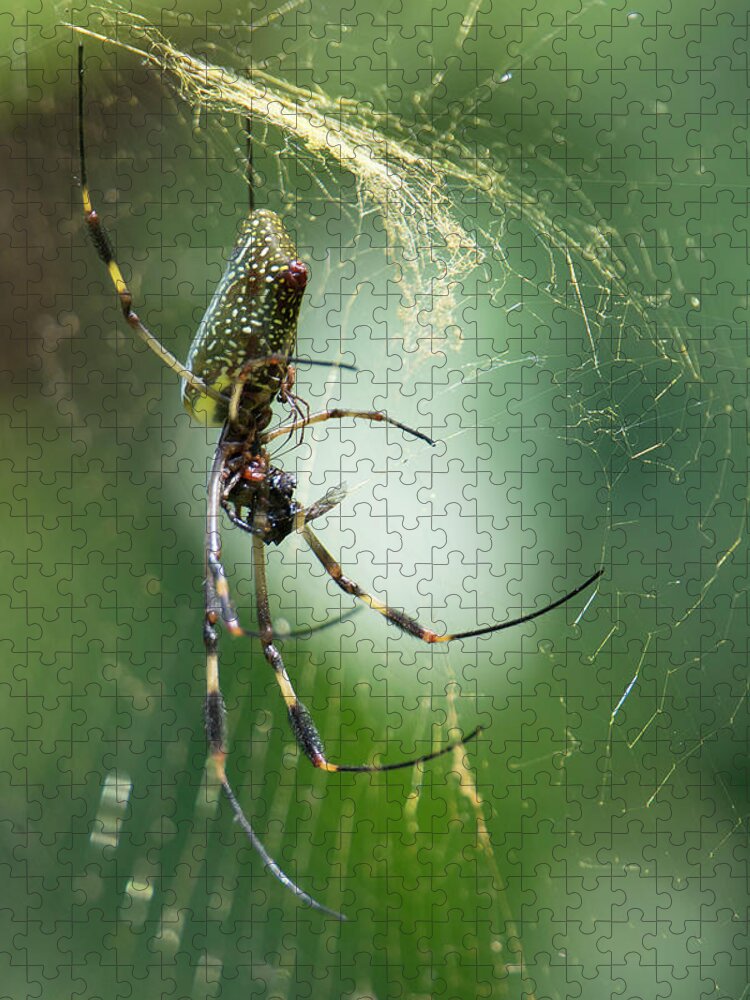 Spider Jigsaw Puzzle featuring the photograph Golden Orbs by Patrick Nowotny