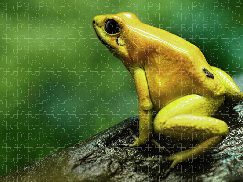 Alertness Jigsaw Puzzle featuring the photograph Golden Poison Frog by Bjorn Holland