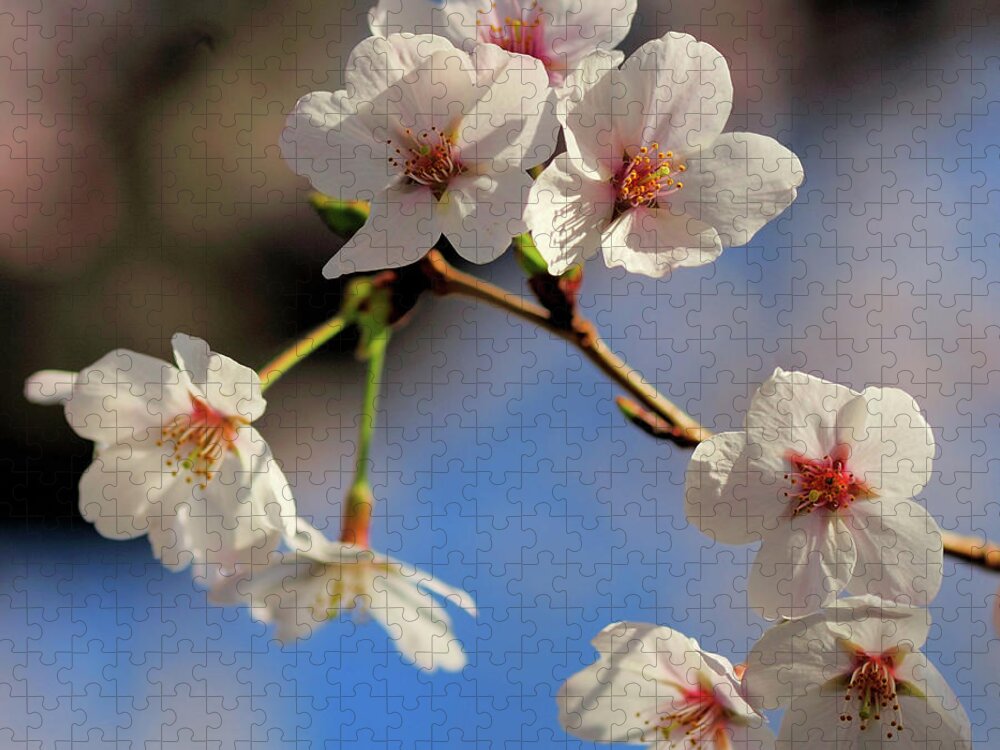 Petal Jigsaw Puzzle featuring the photograph Good Morning by I Love Photo And Apple.