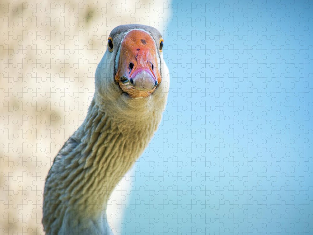 Wildlife Jigsaw Puzzle featuring the photograph Goose Stare Down by Joe Leone