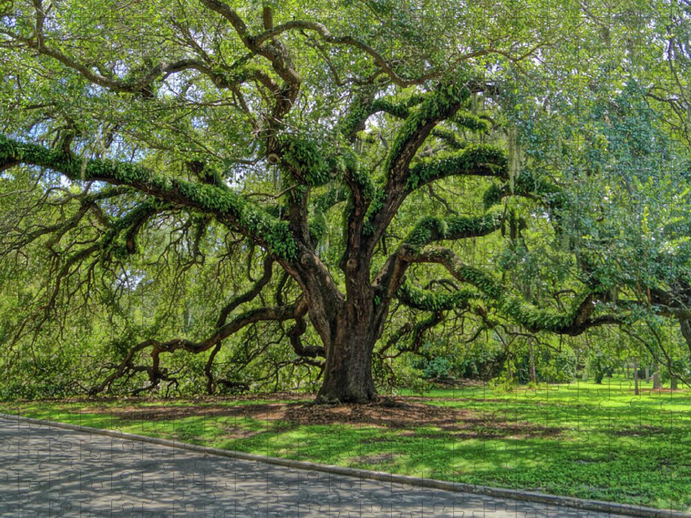 Grand Jigsaw Puzzle featuring the photograph Grand Oak by Chauncy Holmes