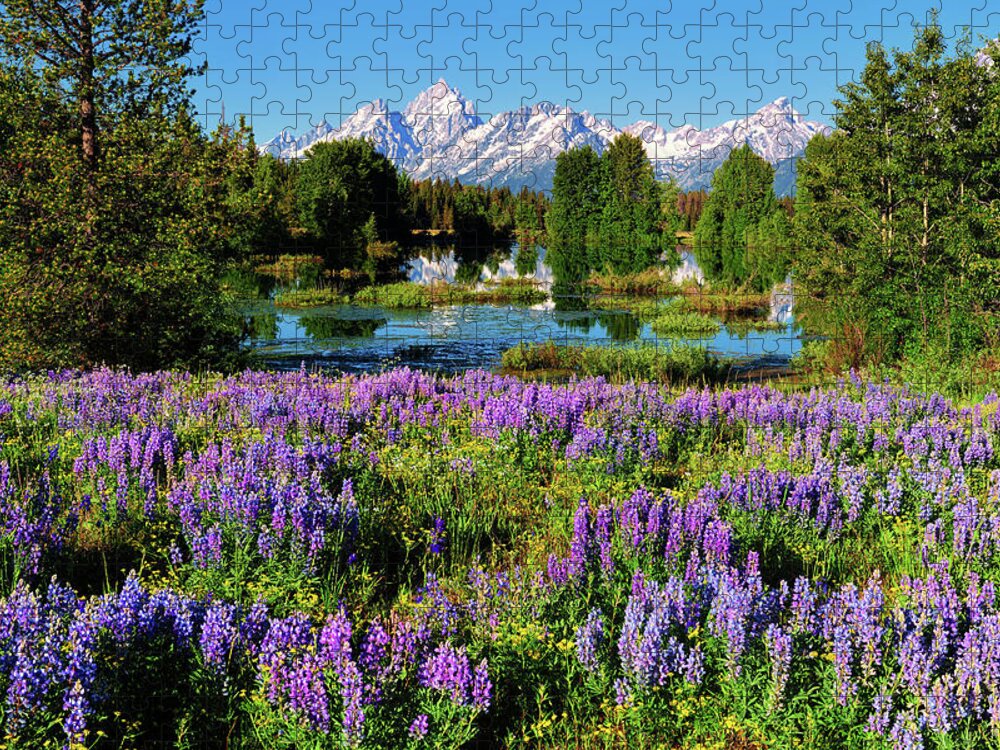 Grand Teton National Park Jigsaw Puzzle featuring the photograph Grand Teton Lovely Lupines by Greg Norrell