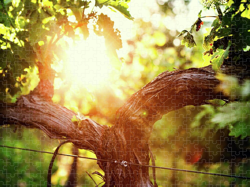 Dawn Jigsaw Puzzle featuring the photograph Grape Vine And Trunk In Late Spring by Ryanjlane