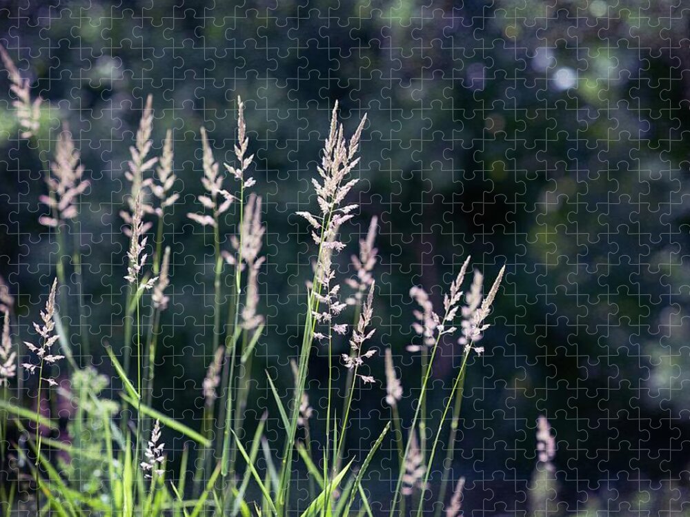 Tranquility Jigsaw Puzzle featuring the photograph Grass In Seed by Denise Balyoz Photography