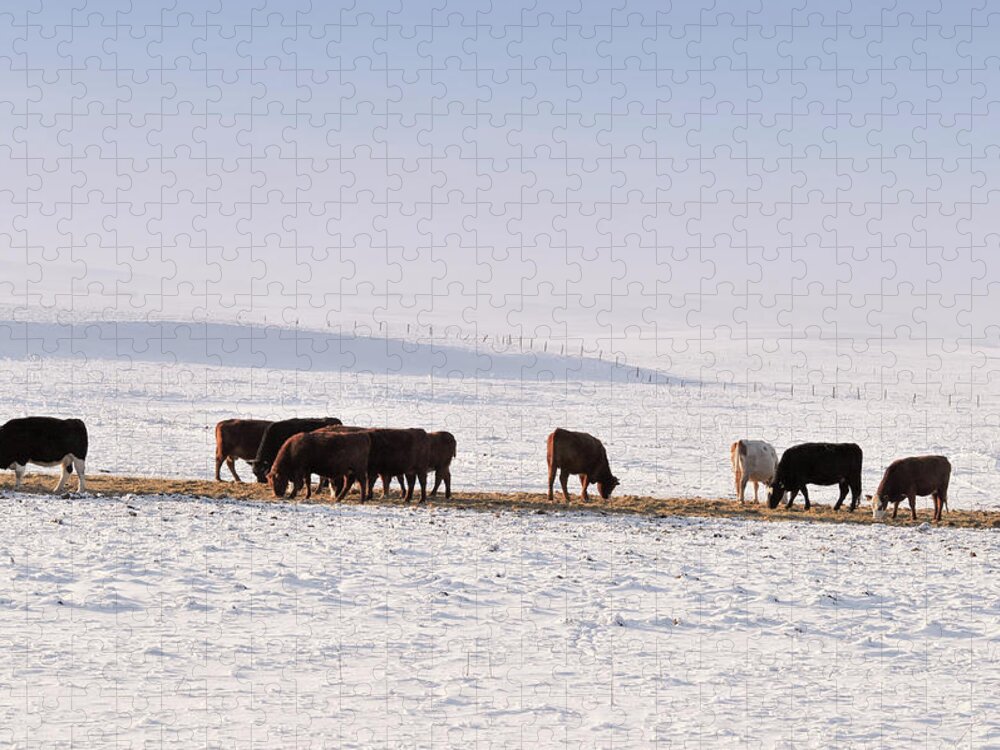Snow Jigsaw Puzzle featuring the photograph Grazing Cattle In Winter In Alberta by Brytta