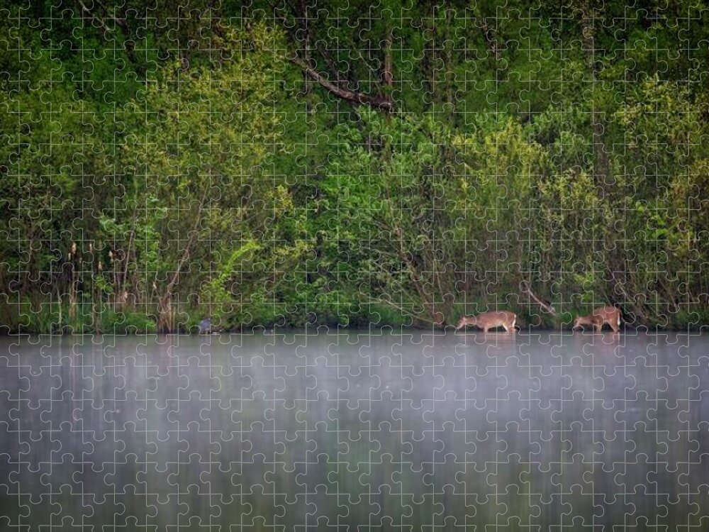Wildlife Jigsaw Puzzle featuring the photograph Grazing In The Lake by John Benedict
