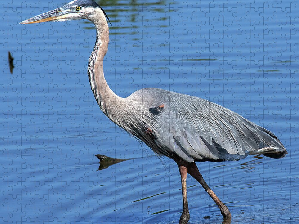 Nature Jigsaw Puzzle featuring the photograph Great Blue Heron DMSB0167 by Gerry Gantt