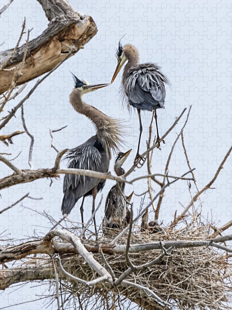 Stillwater Wildlife Refuge Jigsaw Puzzle featuring the photograph Great Blue Heron Rookery 4 by Rick Mosher