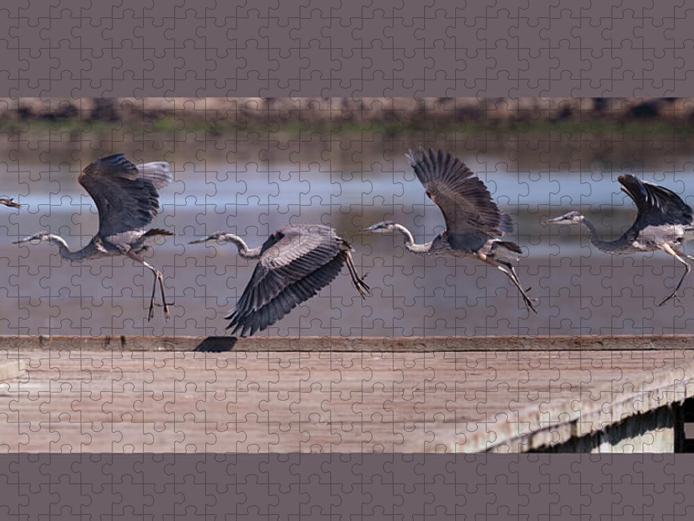 Alameda Jigsaw Puzzle featuring the photograph Great Blue Heron Take Off by Mike Gifford