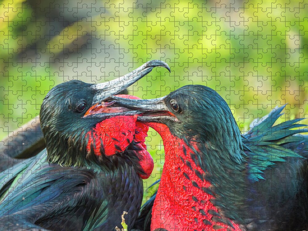 Animal Jigsaw Puzzle featuring the photograph Great Frigatebird Males Fighting by Tui De Roy