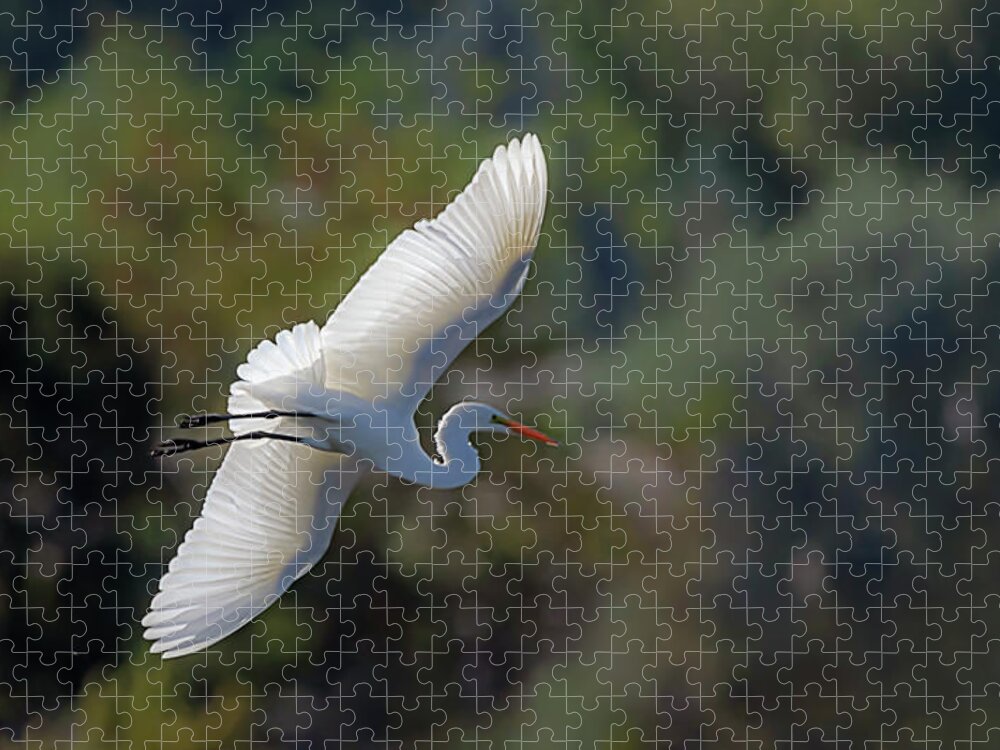 Great White Egret Jigsaw Puzzle featuring the photograph Great White Egret 2 by Rick Mosher