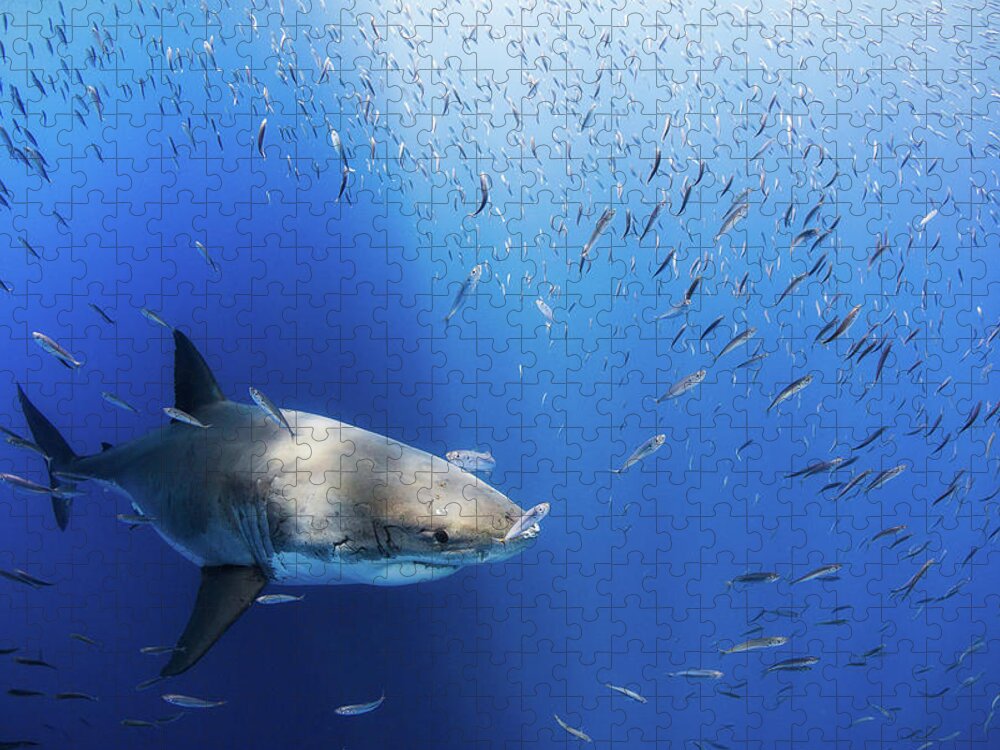 Shark Jigsaw Puzzle featuring the photograph Great White Shark by Nicole Young