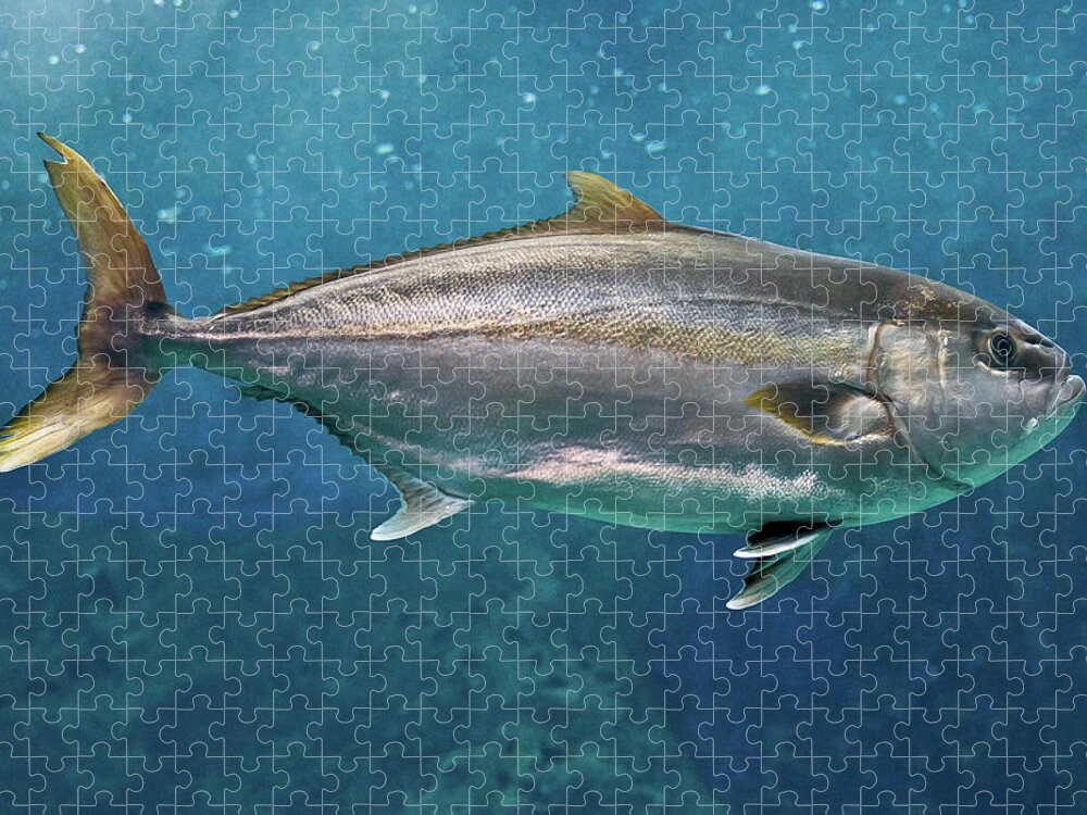 Underwater Jigsaw Puzzle featuring the photograph Greater Amberjack by Stavros Markopoulos
