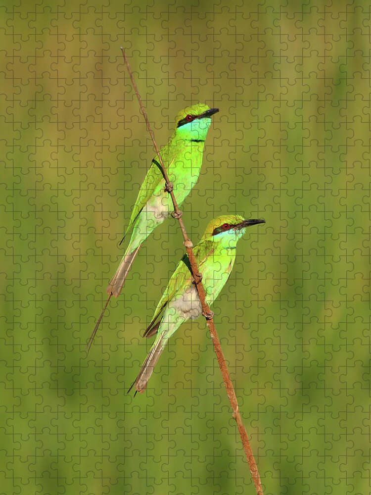 Animal Themes Jigsaw Puzzle featuring the photograph Green Bee Eater by Zahoor Salmi