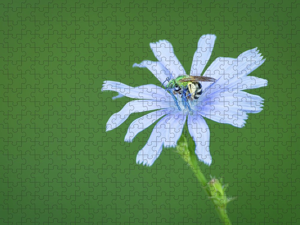 Green Metallic Bee On Blue Chicory Flower Jigsaw Puzzle featuring the photograph Green Metallic Bee on Blue Chicory Flower by Todd Henson