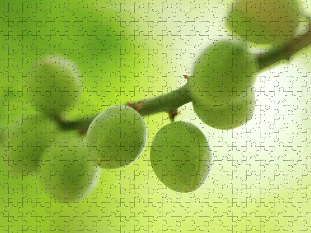 Plum Jigsaw Puzzle featuring the photograph Green Plums by Tnwy