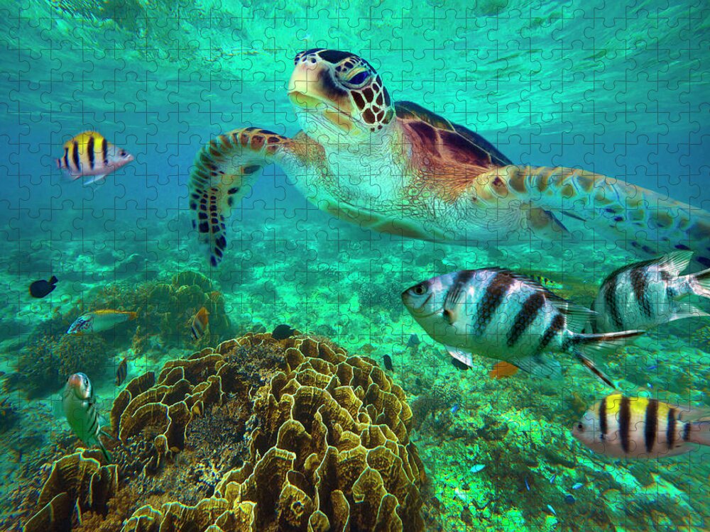 00586422 Jigsaw Puzzle featuring the photograph Green Sea Turtle And Sergeant Major Damselfish Group, Negros Oriental, Philippines by Tim Fitzharris