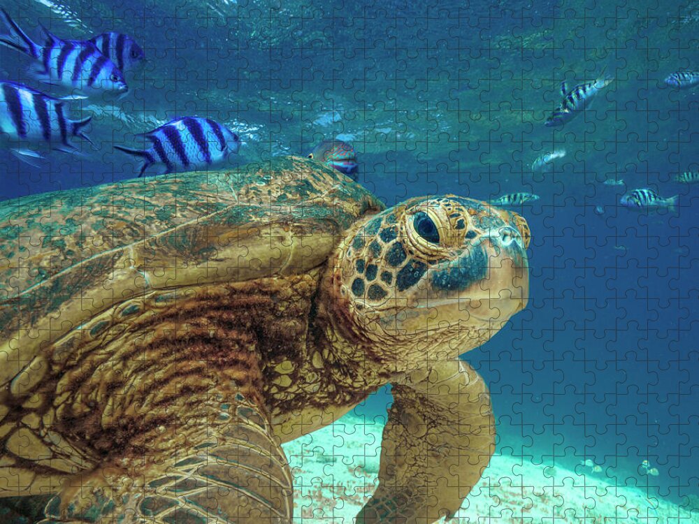 00586423 Jigsaw Puzzle featuring the photograph Green Sea Turtle, Balicasag Island, Philippines by Tim Fitzharris
