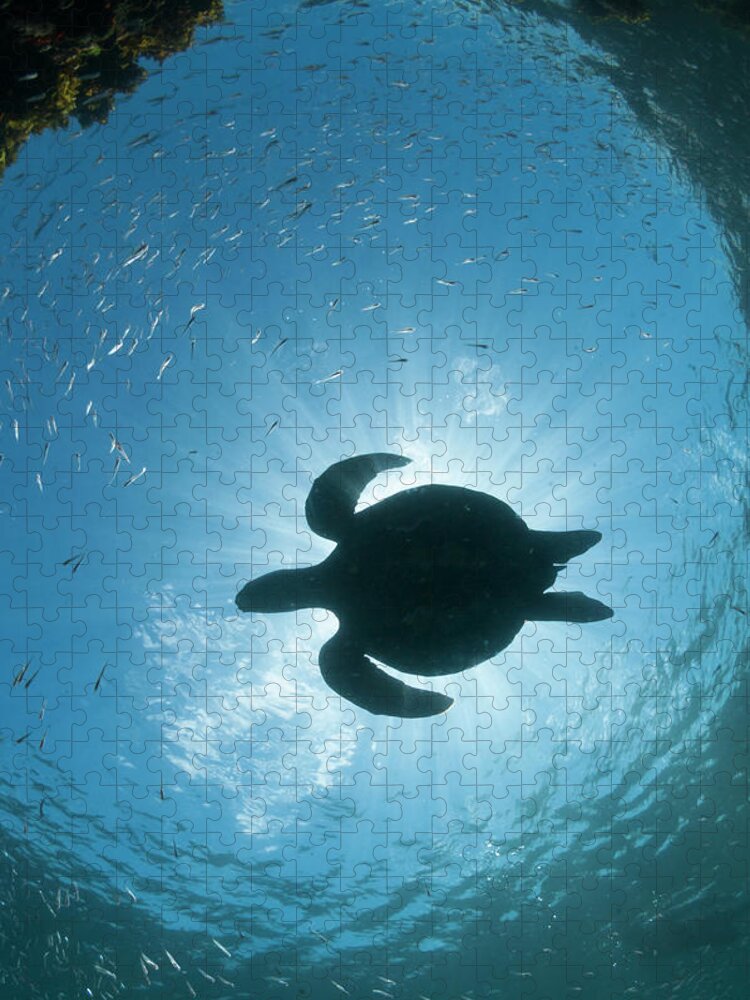 Animal Jigsaw Puzzle featuring the photograph Green Sea Turtle Silhouette by Tui De Roy